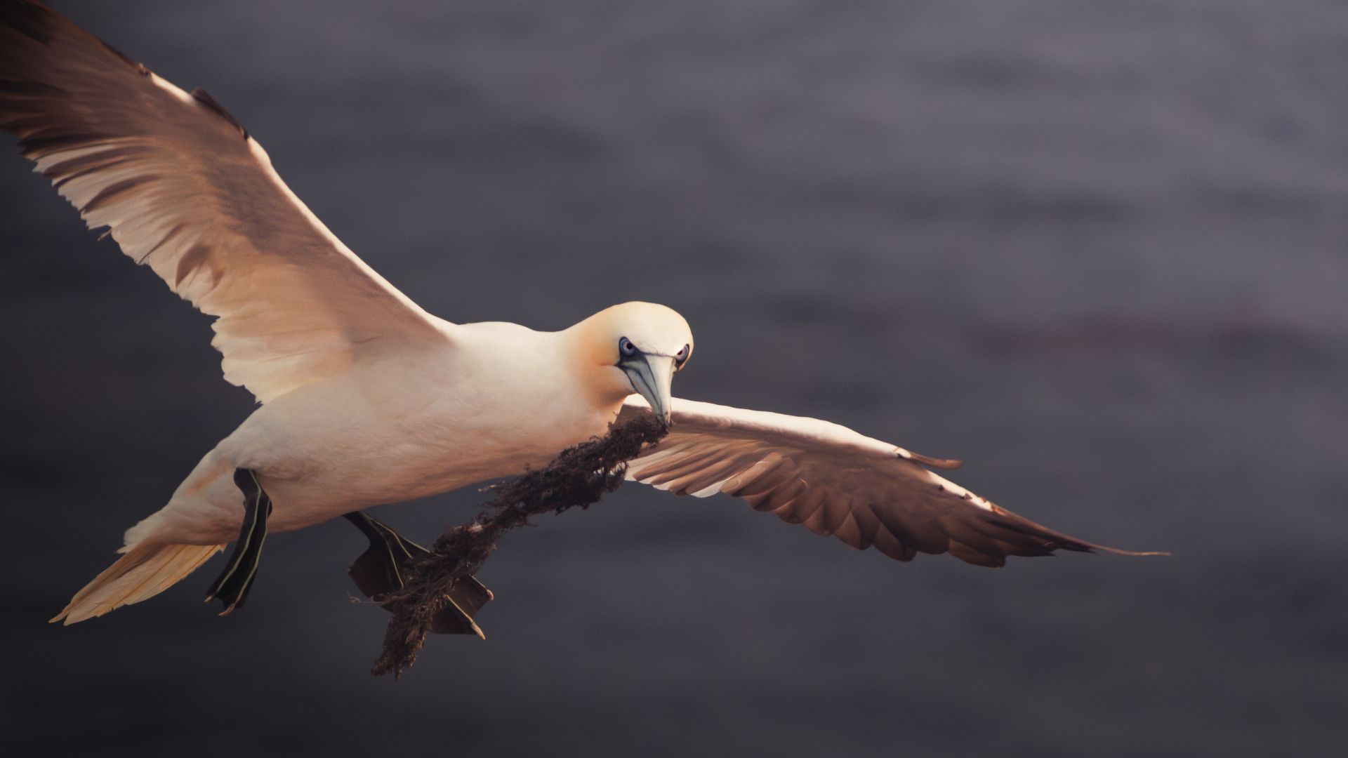 Basstölpel mit Nestmaterial im Anflug